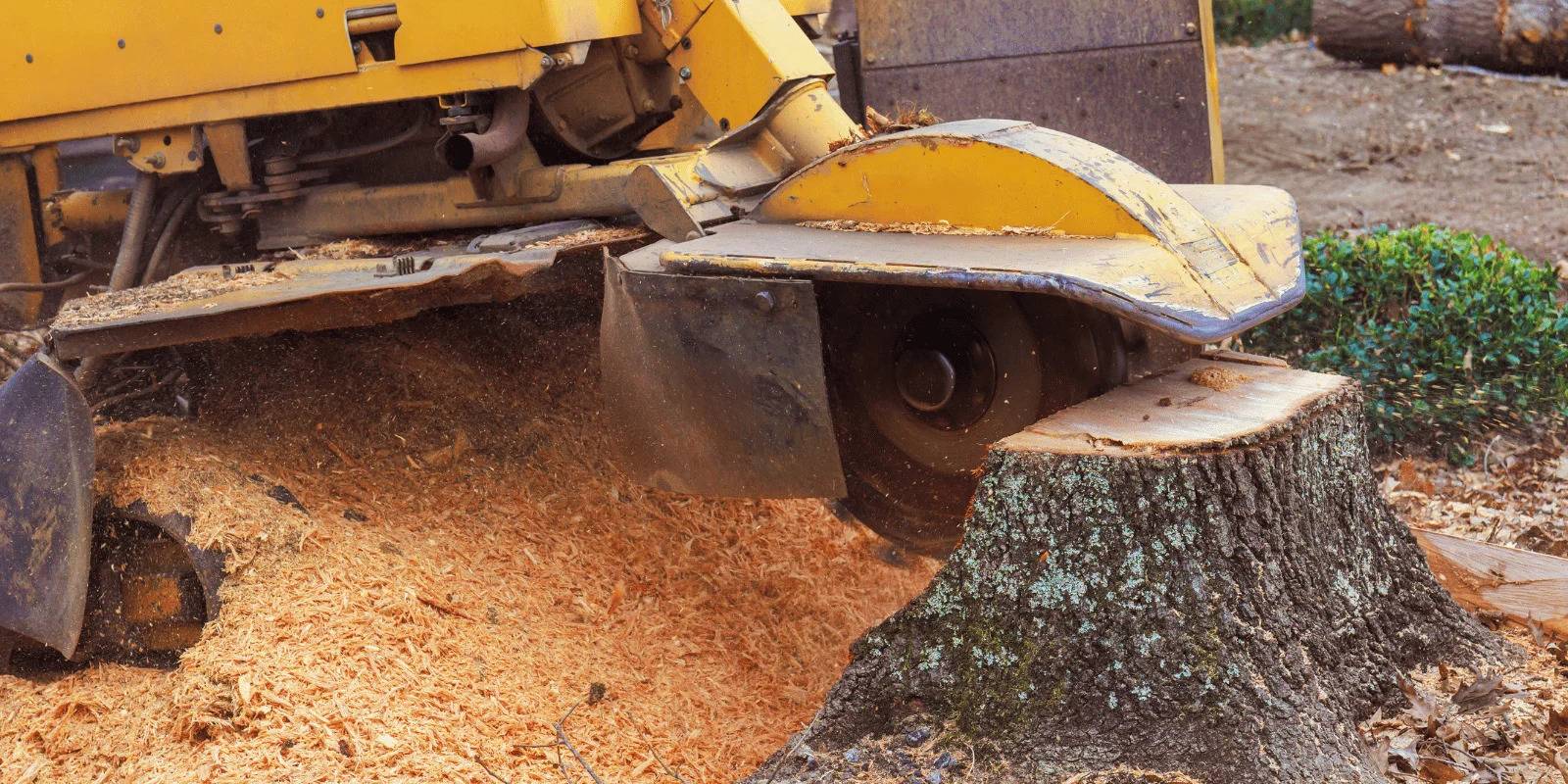 stump removal in Bristol