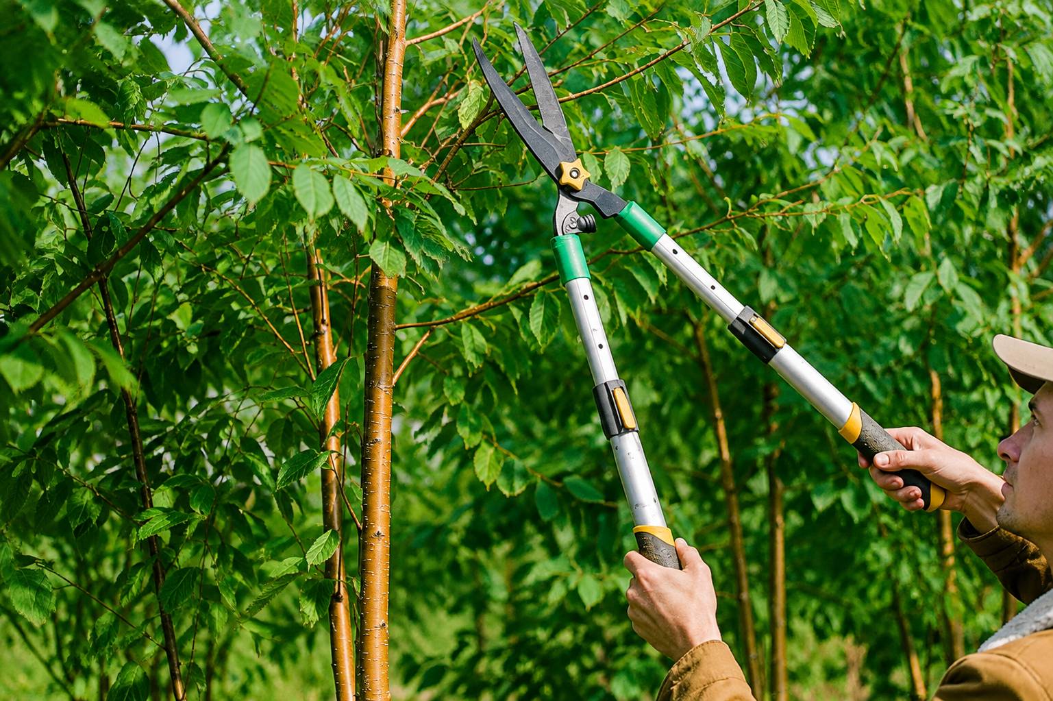 tree trimming ct