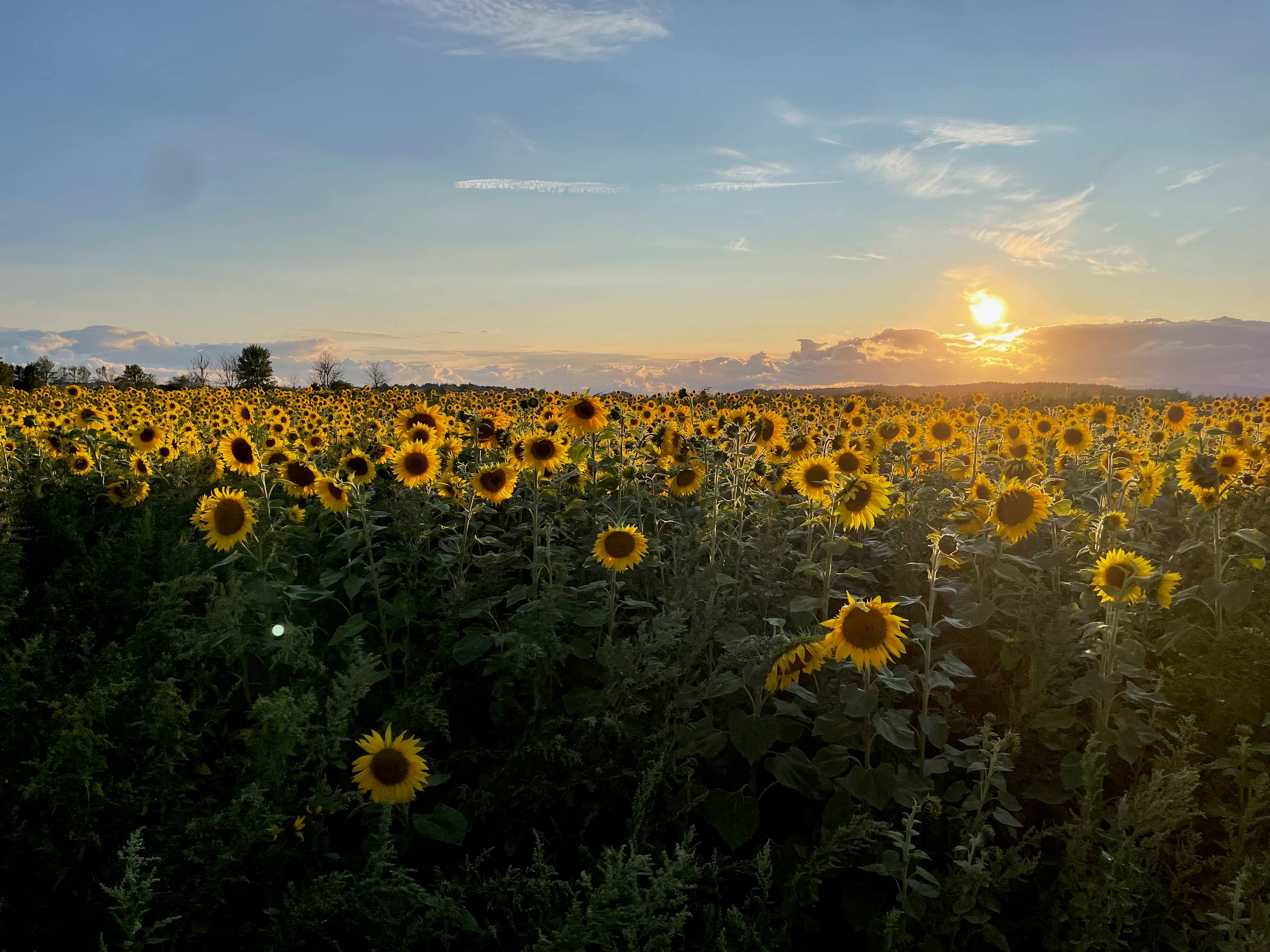 An absolutely stunning image of a field of sunflowers glowing in the early evening golden hour sunshine. Above is a clear blue sky, the odd fluffy cloud. On the horizon are dark clouds with a golden sun lighting them from above. It looks like a heaven.
