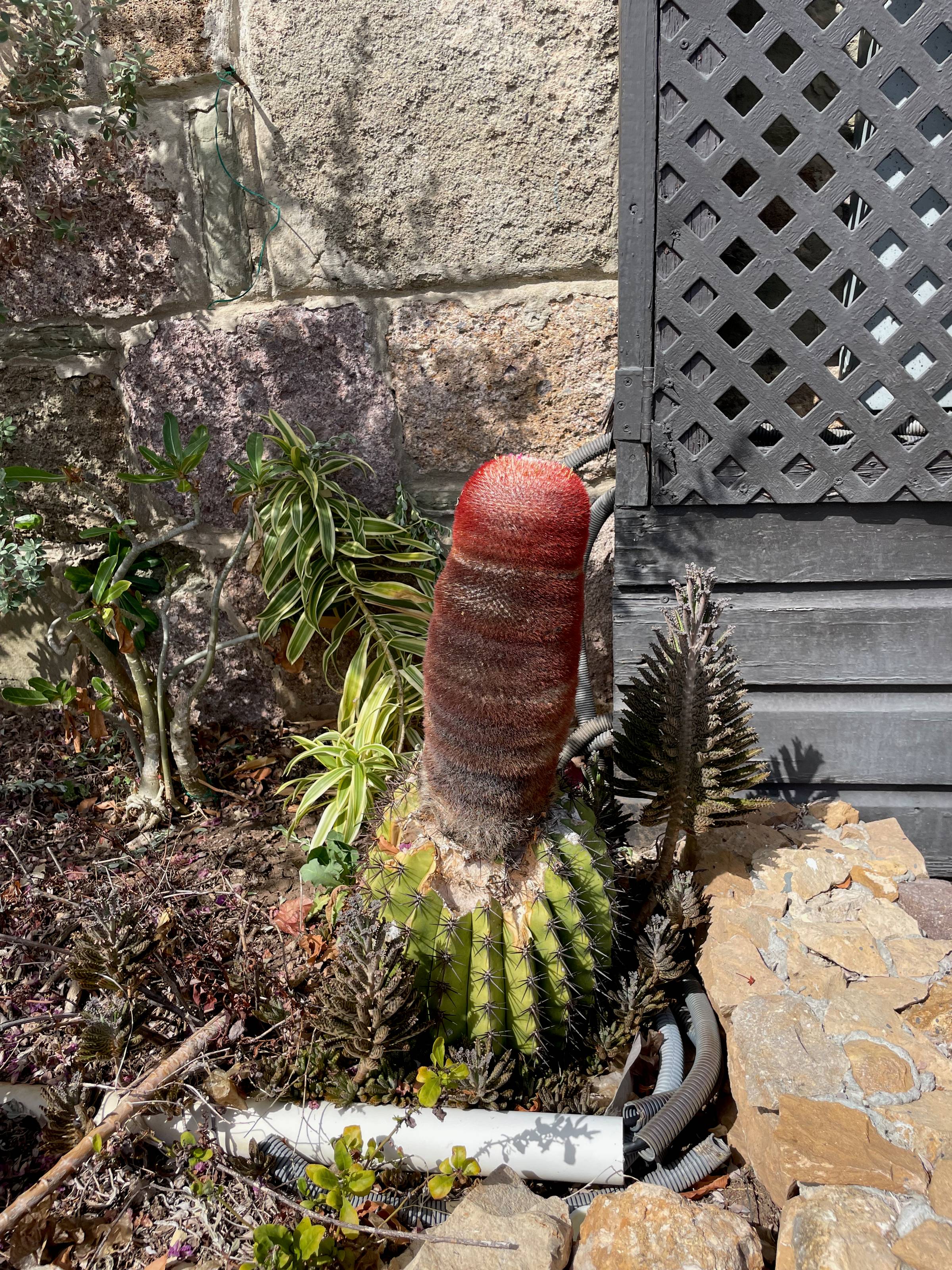 Extremely phallic and sore-looking cactus