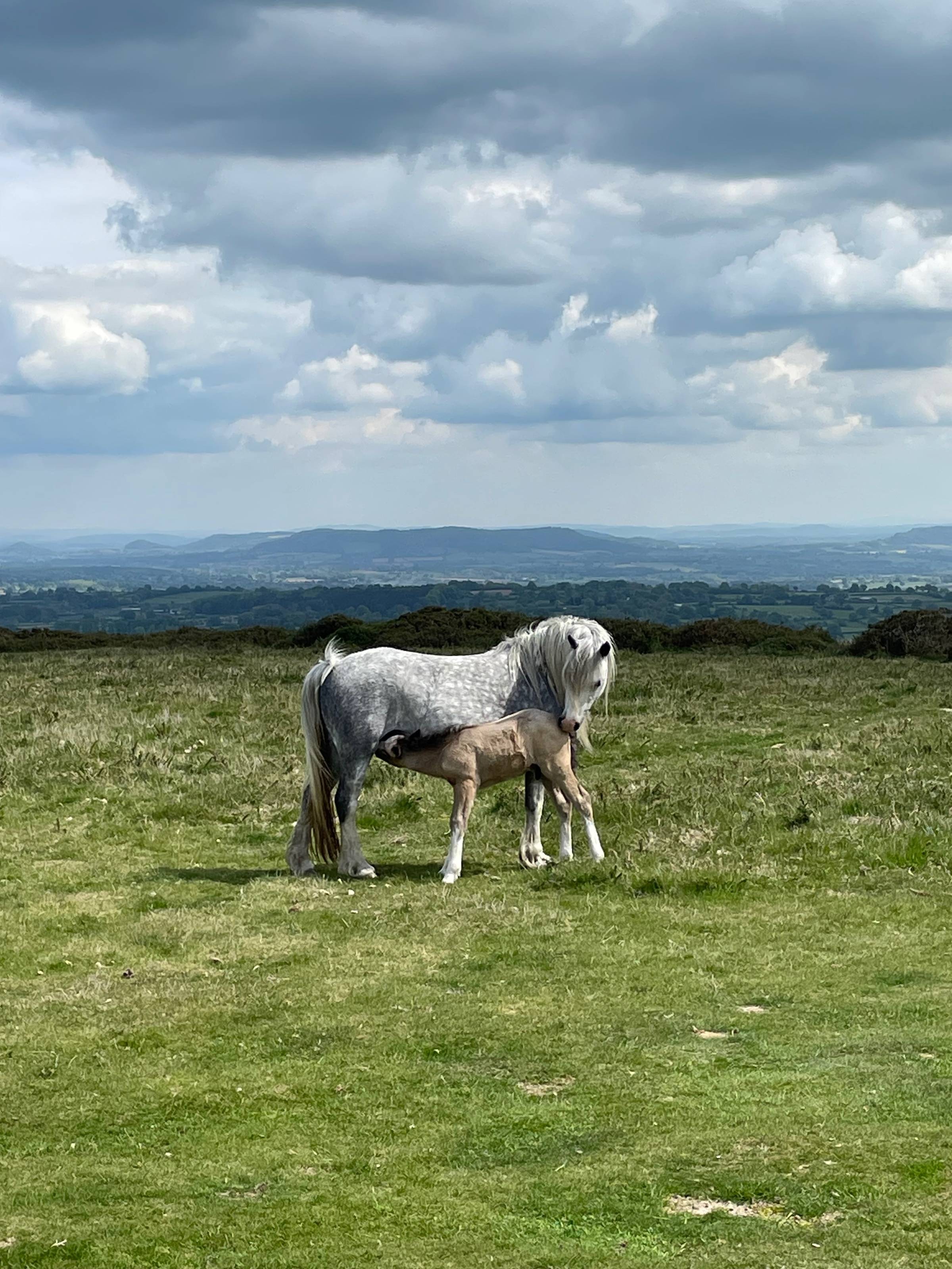 A dapple-grey Exmoor pony with her tan foal nursing on a green field, with a vast vista of far hills and clouds