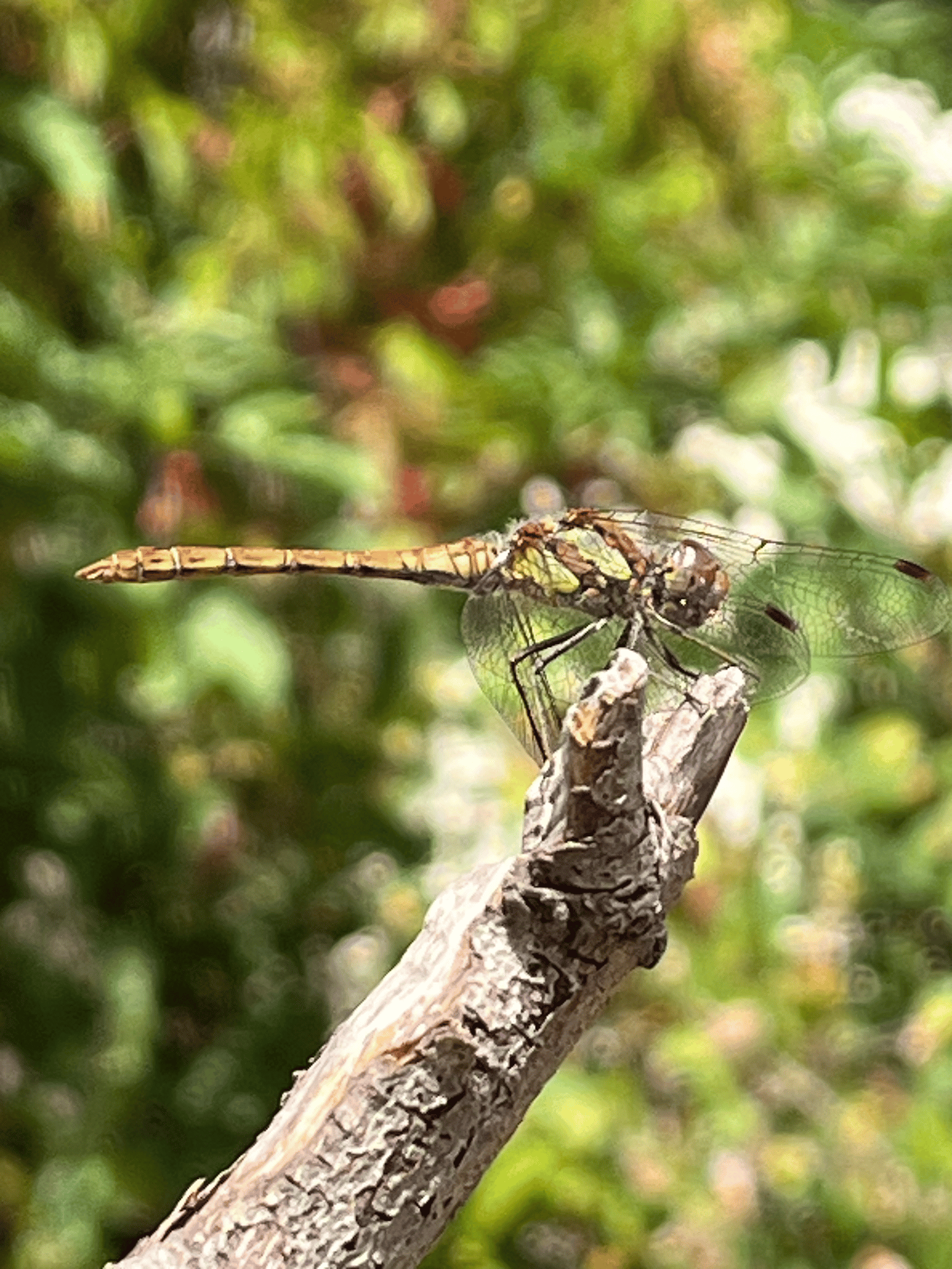 A green and brown dragonfly perched on top of a stick, in close up. Its filigree wings are detailed. It’s very very cool.