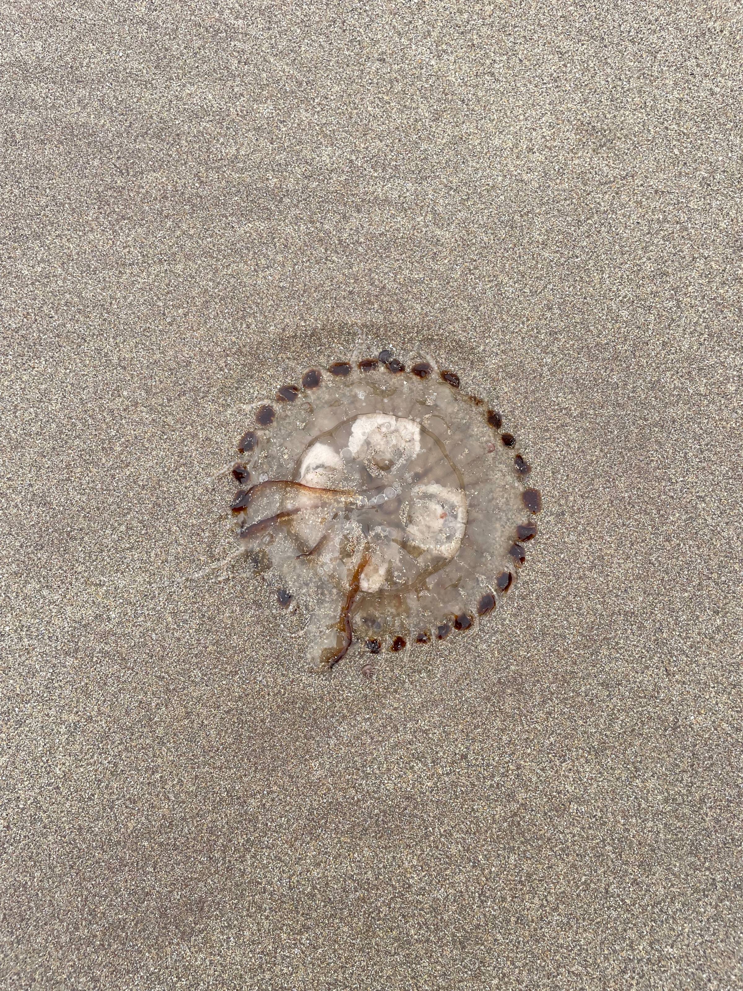 A very pretty but very dead jellyfish on a sandy beach. It has dots around the edge like a grandma’s doily, and four white discs in the middle in a clover pattern. The rest is transparent, and there are a few danglies.