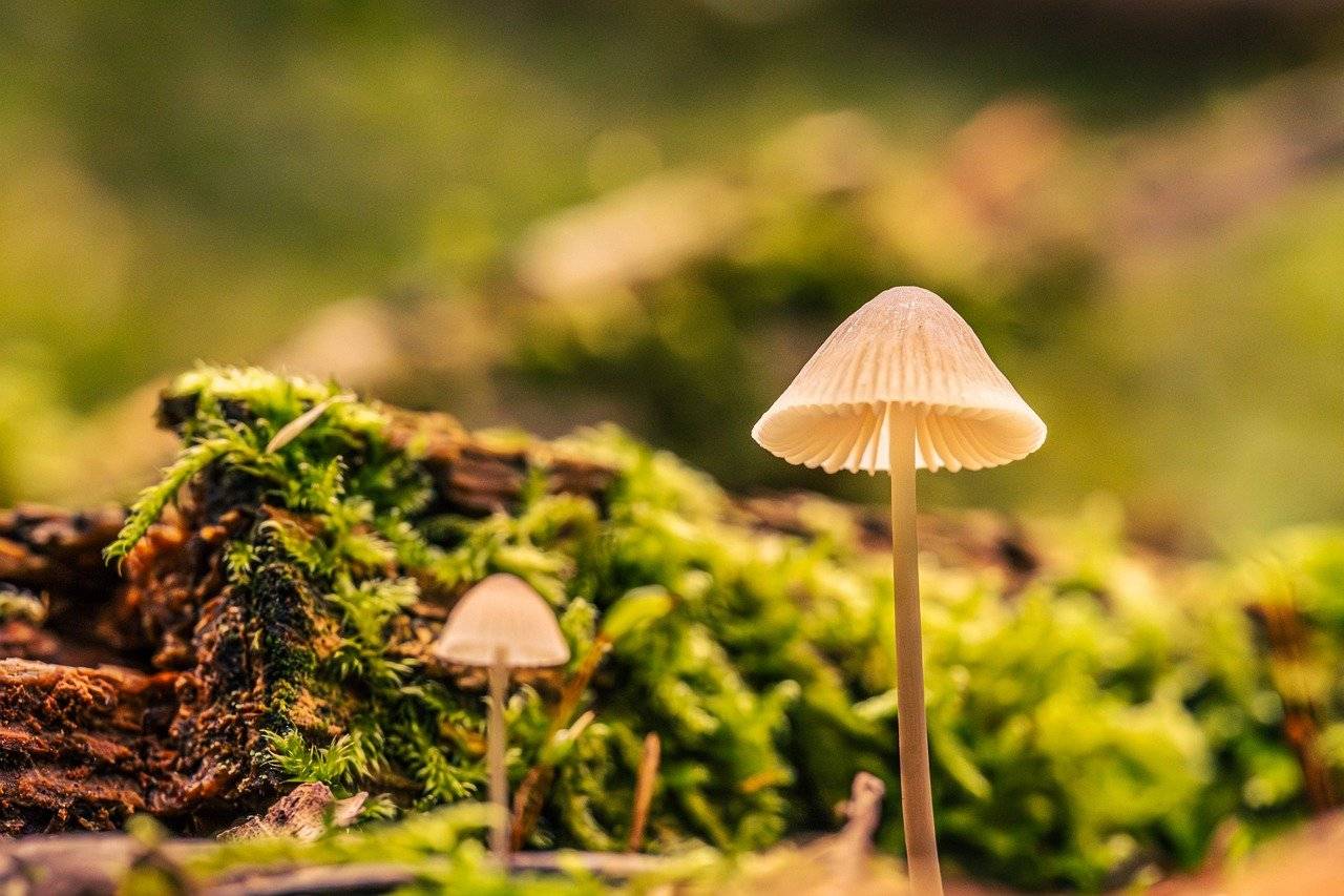 with this goal in mind, I strive toward the prize of the upward call of God in Christ Jesus. (Phil. 3:14)