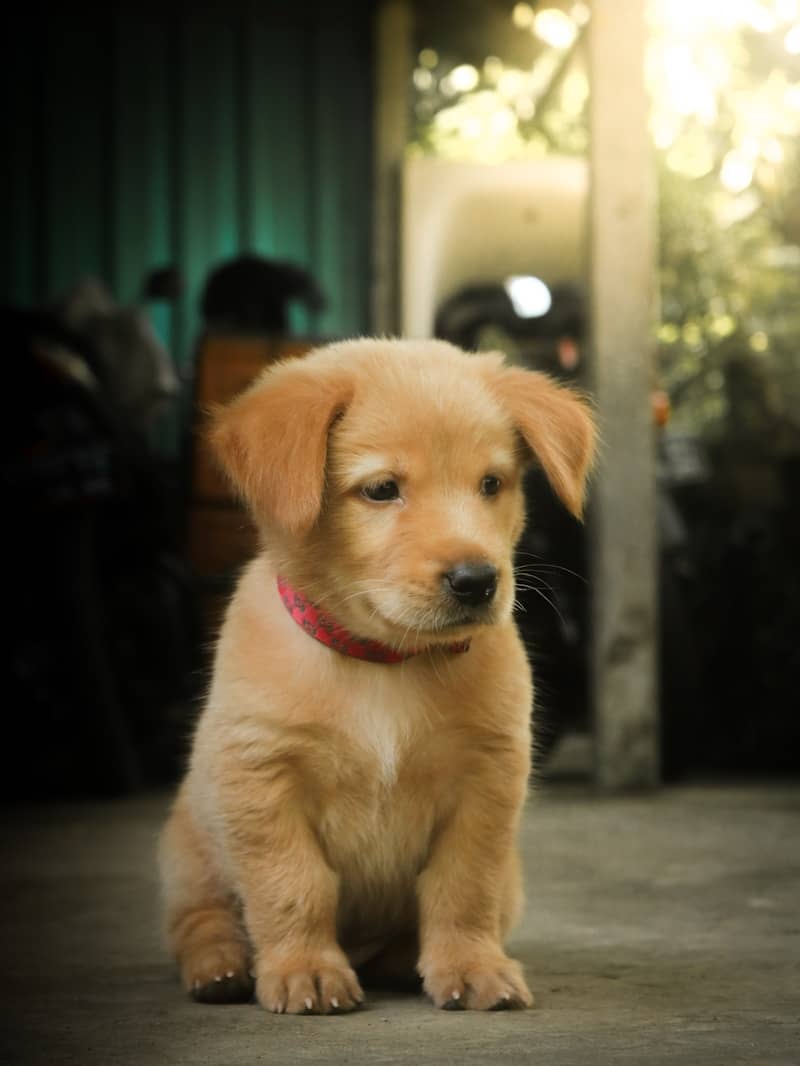A puppy sitting on the ground with a red collar