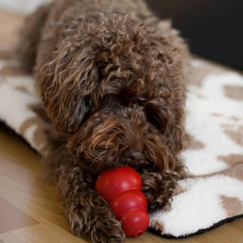 A brown dog laying on top of a wooden floor