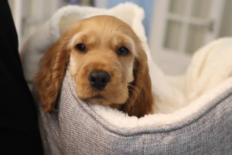 A cute puppy rests comfortably in its bed.