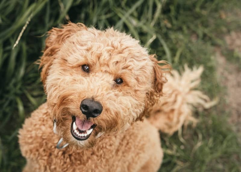 A brown dog standing in front of a bush