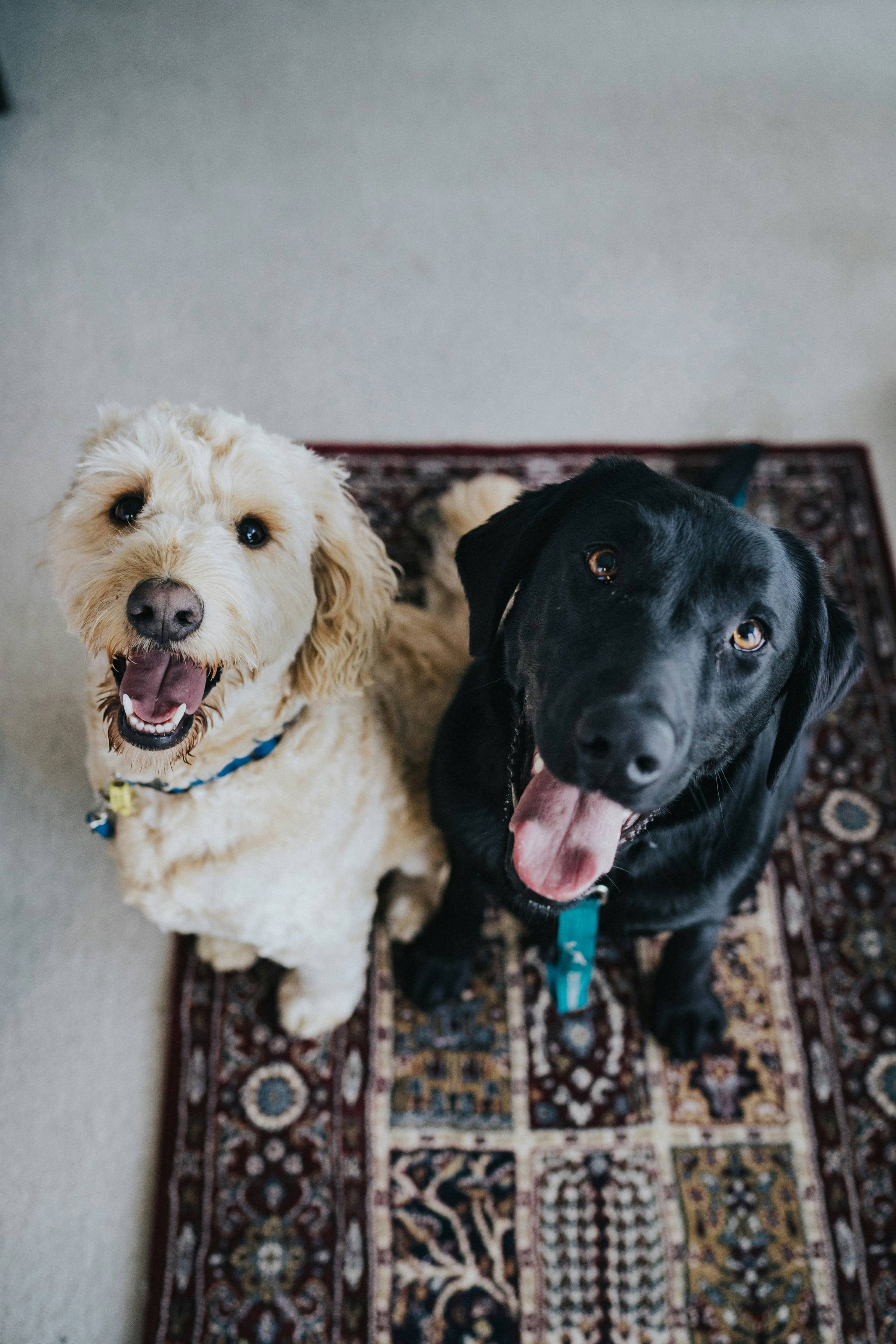 Cute happy dogs!