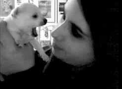 Puppy biting nose