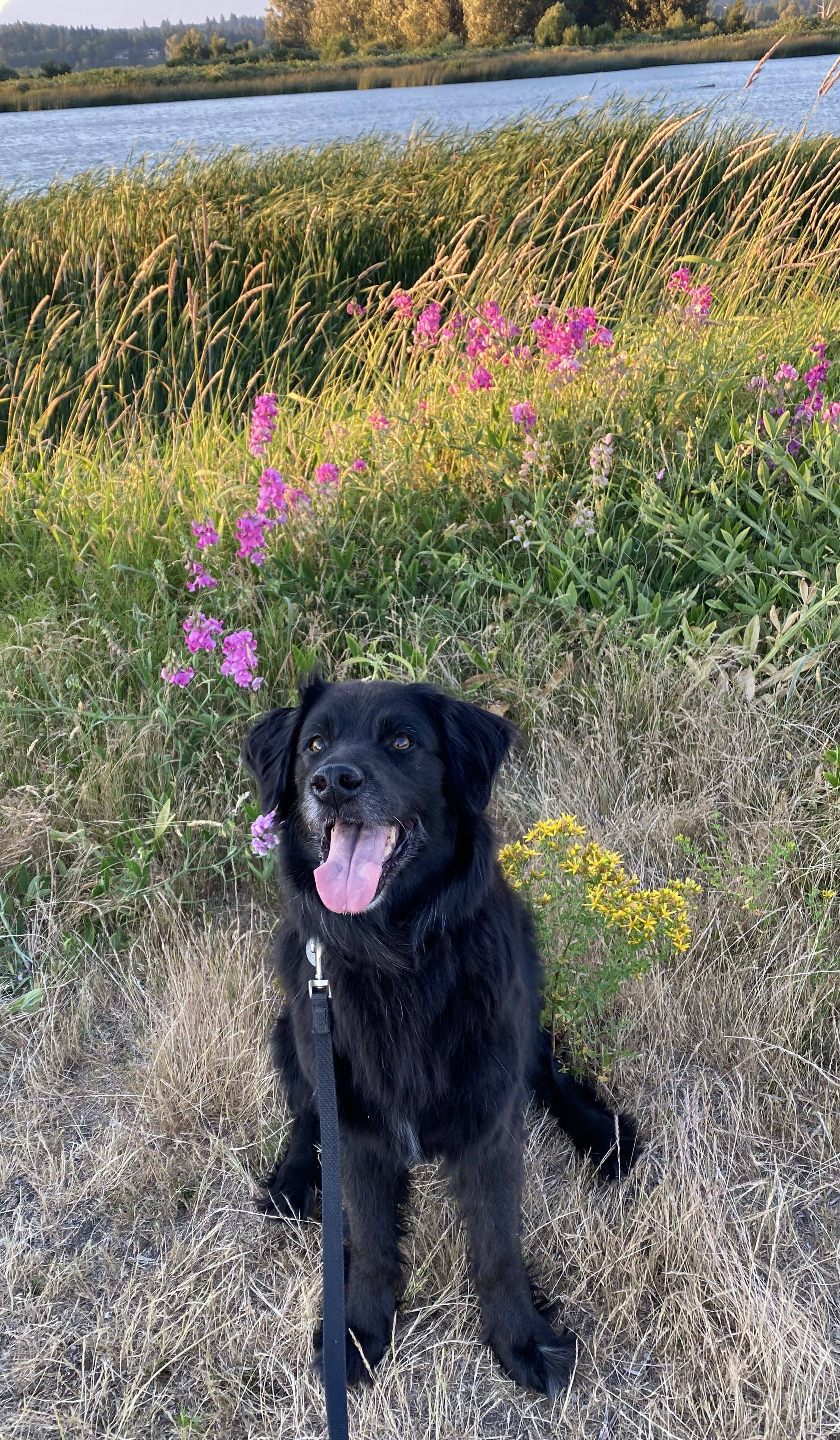 Sadie the black lab mix dog