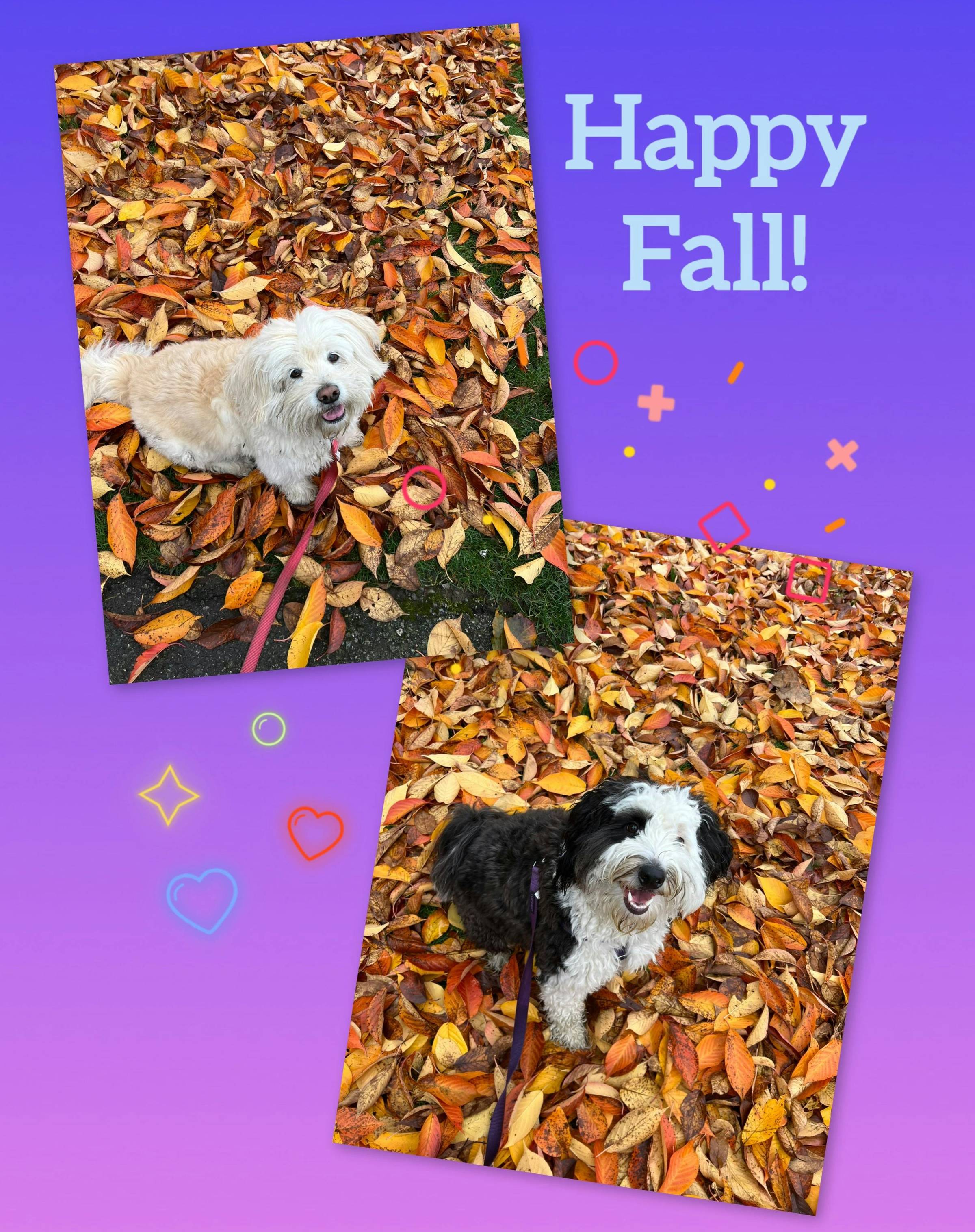 Cute dogs in fall leaves