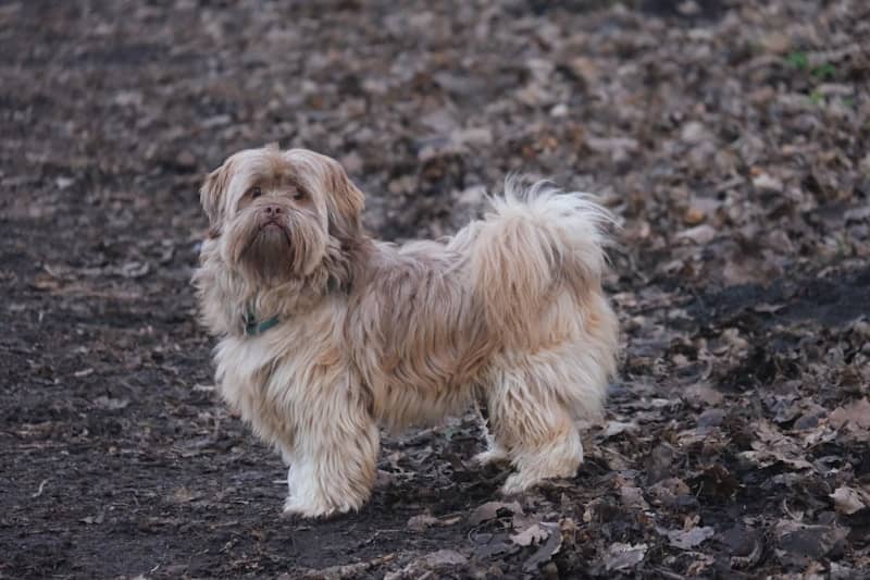 A small brown dog standing on top of a dirt field
