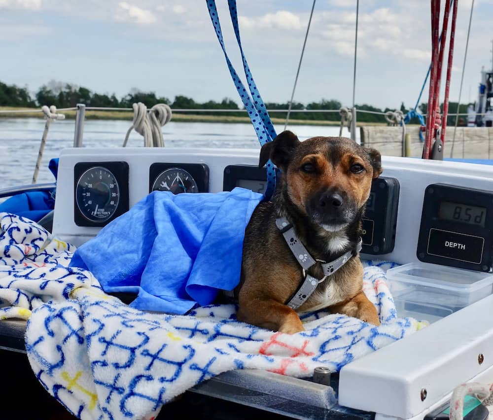 Scrappy sunbathing on the hatch while motoring up to Amsterdam.