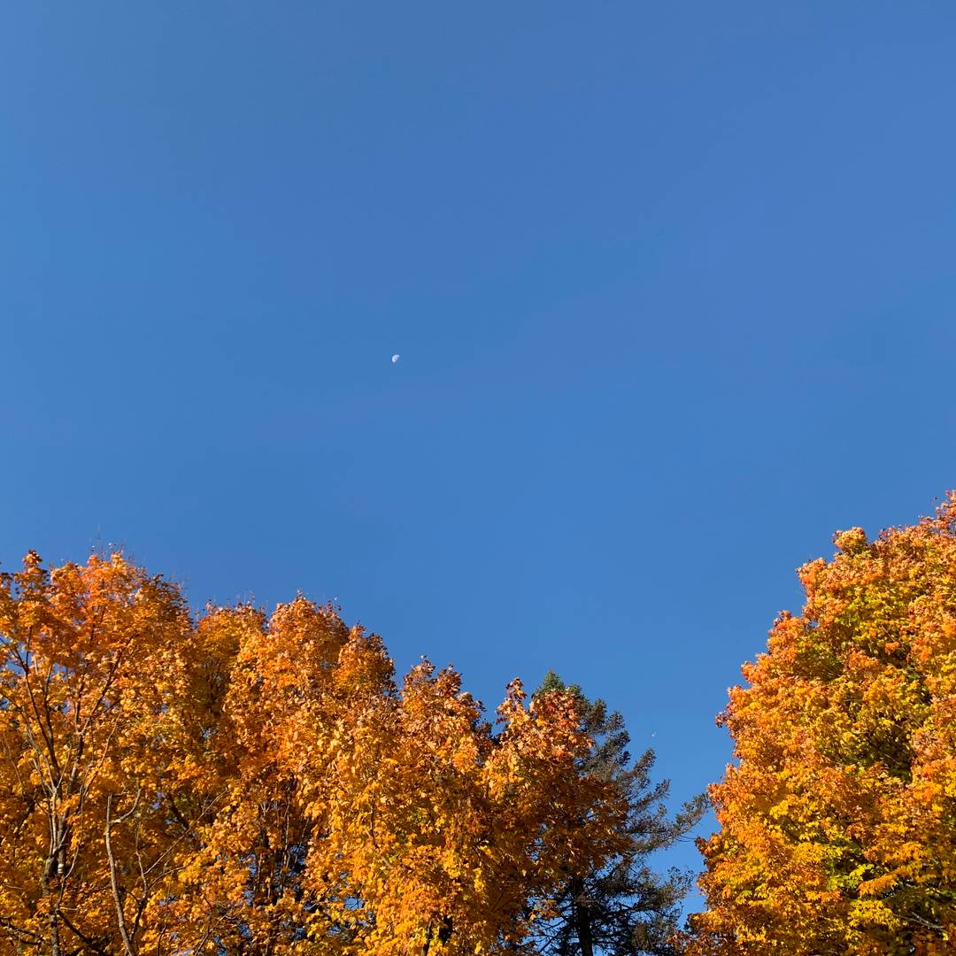 Tops of two orange maple trees with crescent moon above