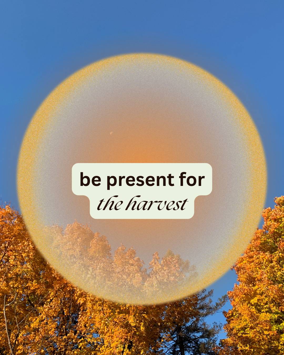image of orange maple leaves with text "be present for the harvest"
