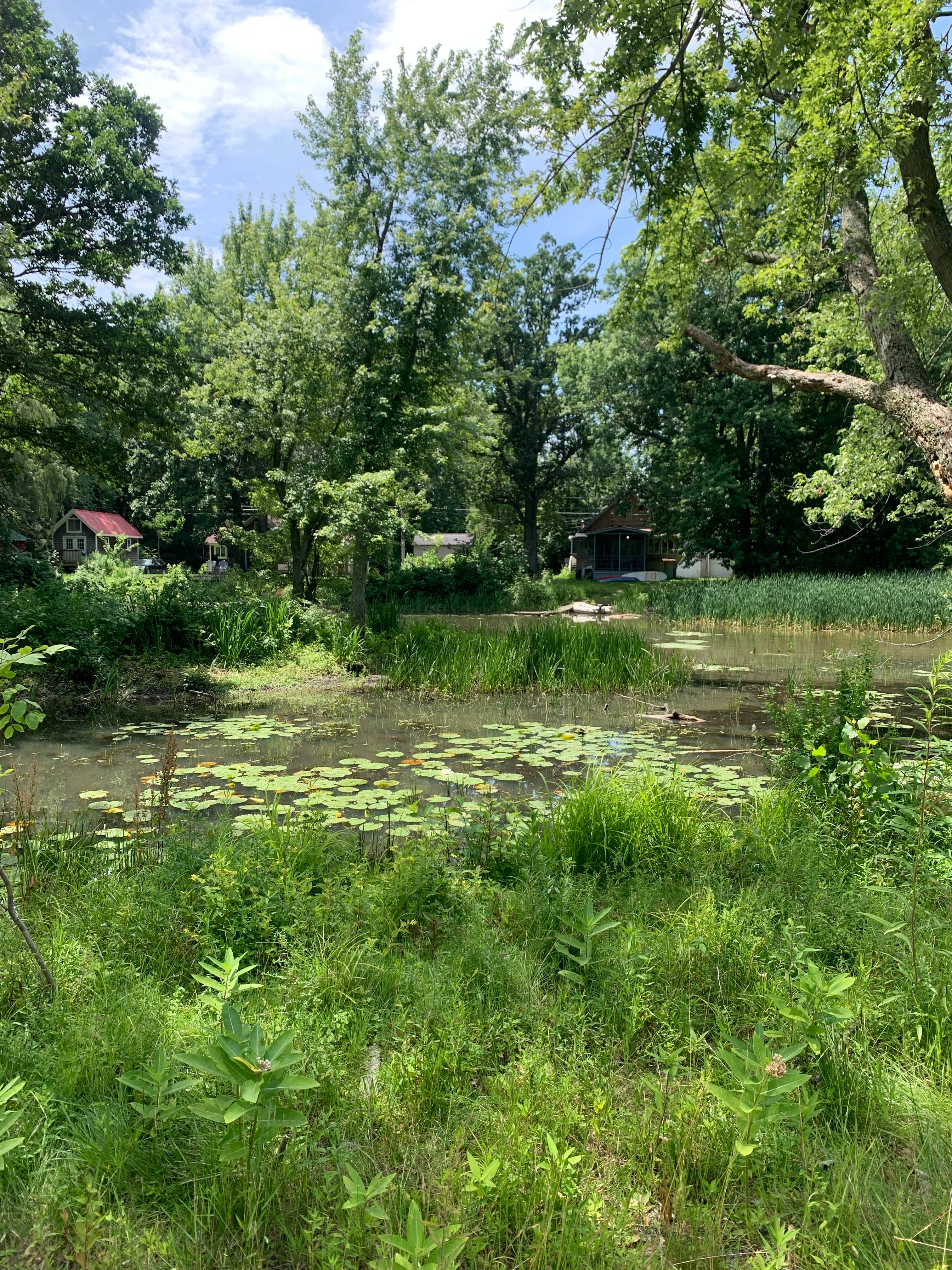 Pond with lily pads