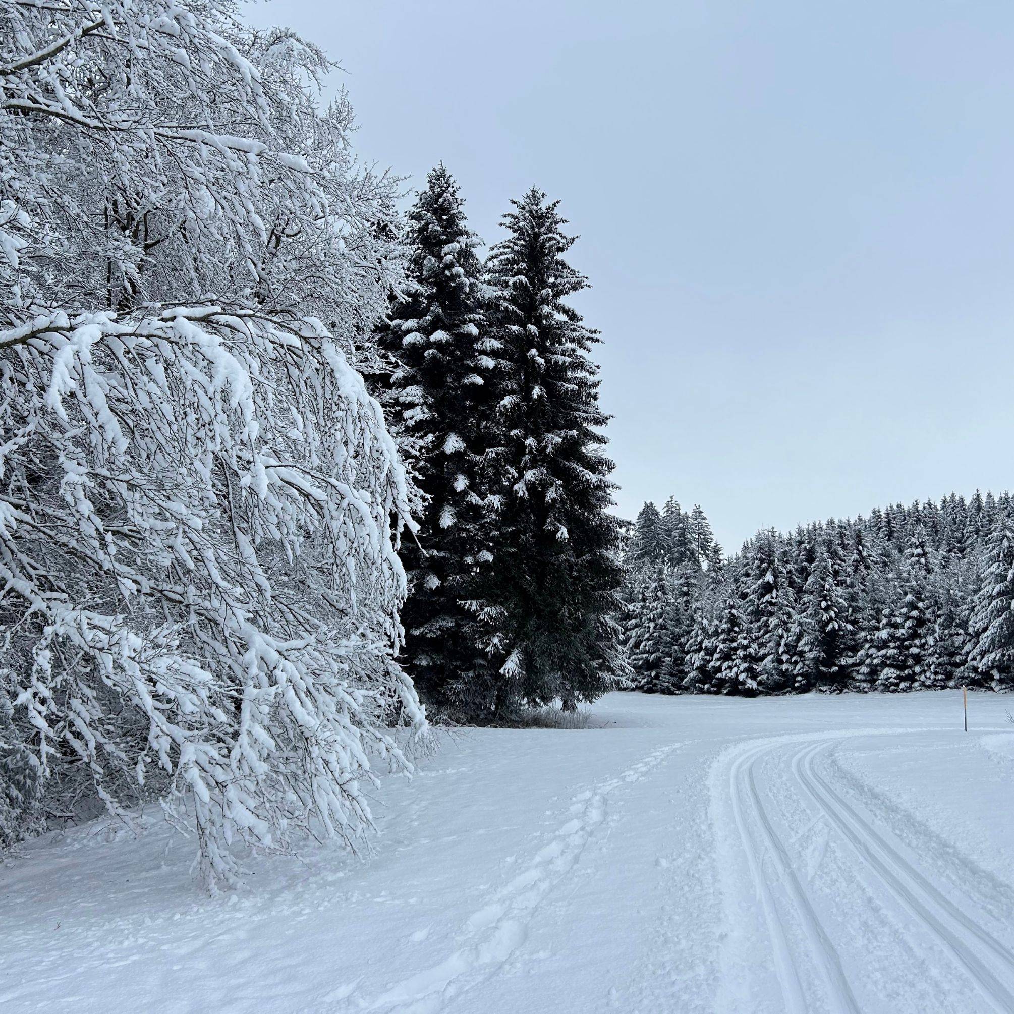 Winterlandschaft mit Loipe