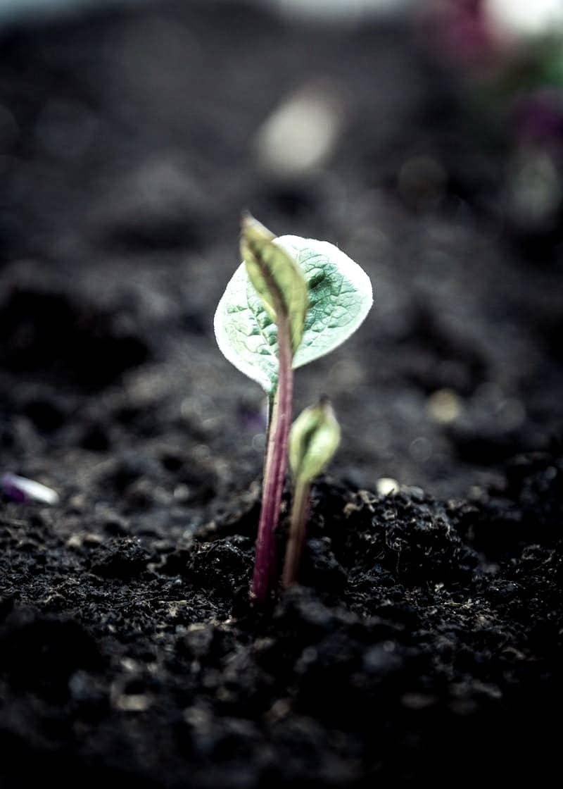 green leaf plant in close up photography