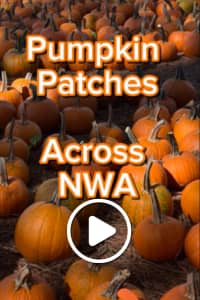 pumpkin patches across nwa