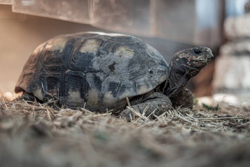 A tortoise crawling on the ground in a zoo