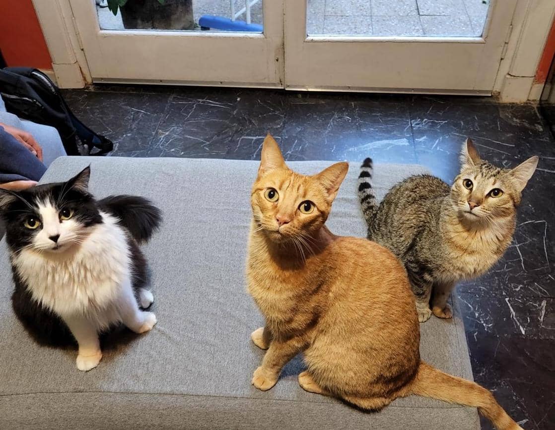 black and white, ginger and tabby cats looking at the camera