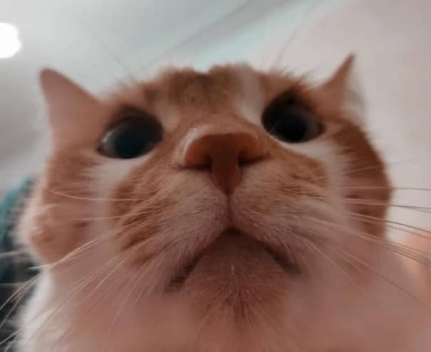 Sergio's cat doing his code review