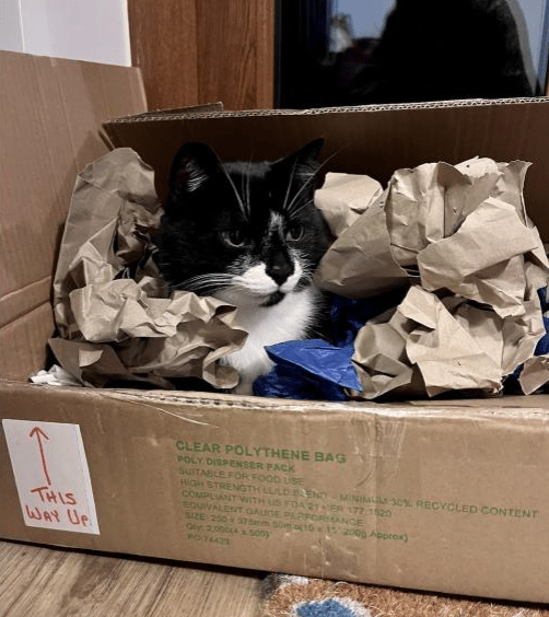 pumpkin the cat hanging out in a pile of paper and cardboard.