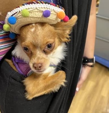 chihuahua with a sombrero