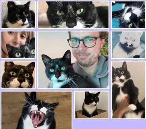 a grid with many pictures of pumpkin the black and white cat
