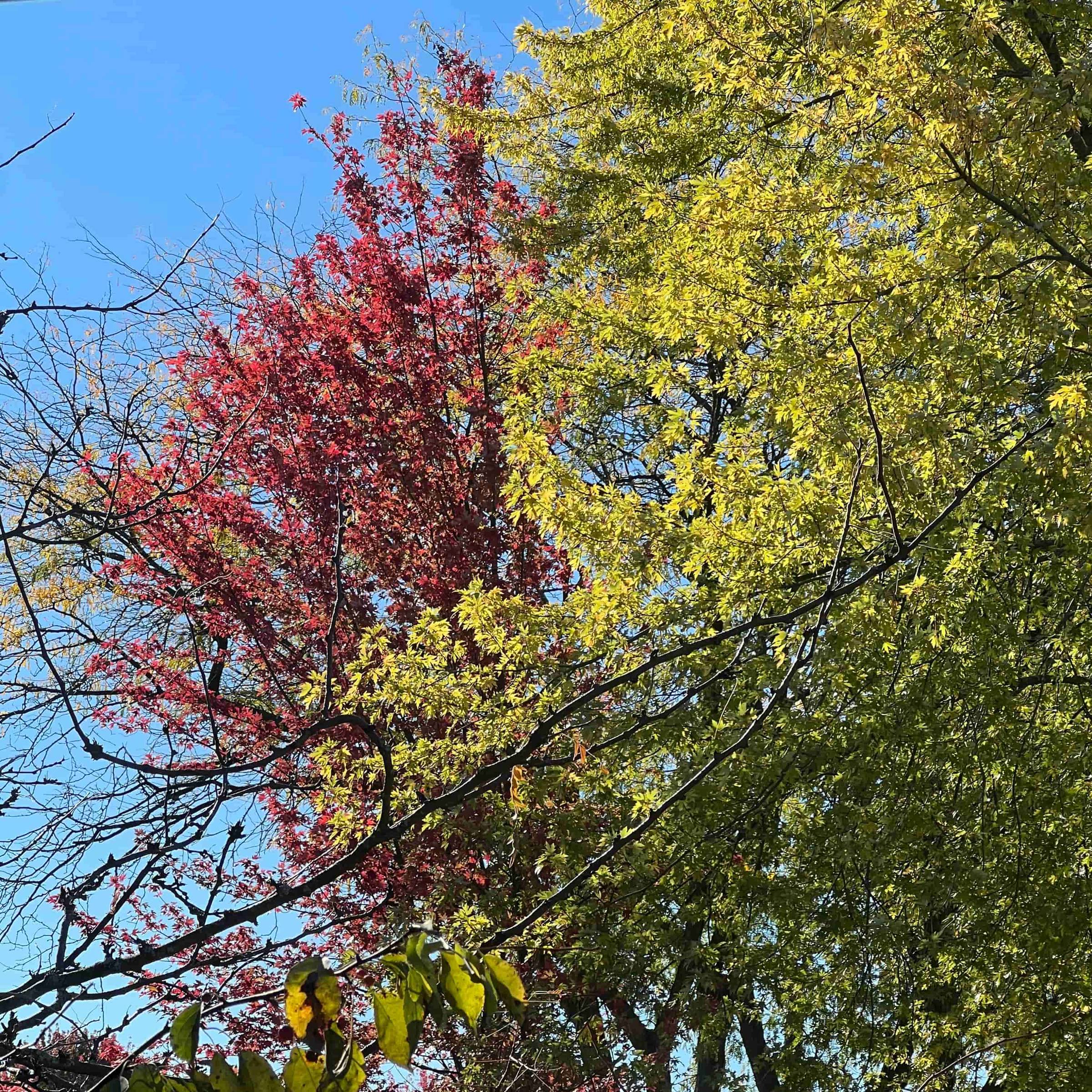 a tree with bright red leaves next to a tree with green leaves