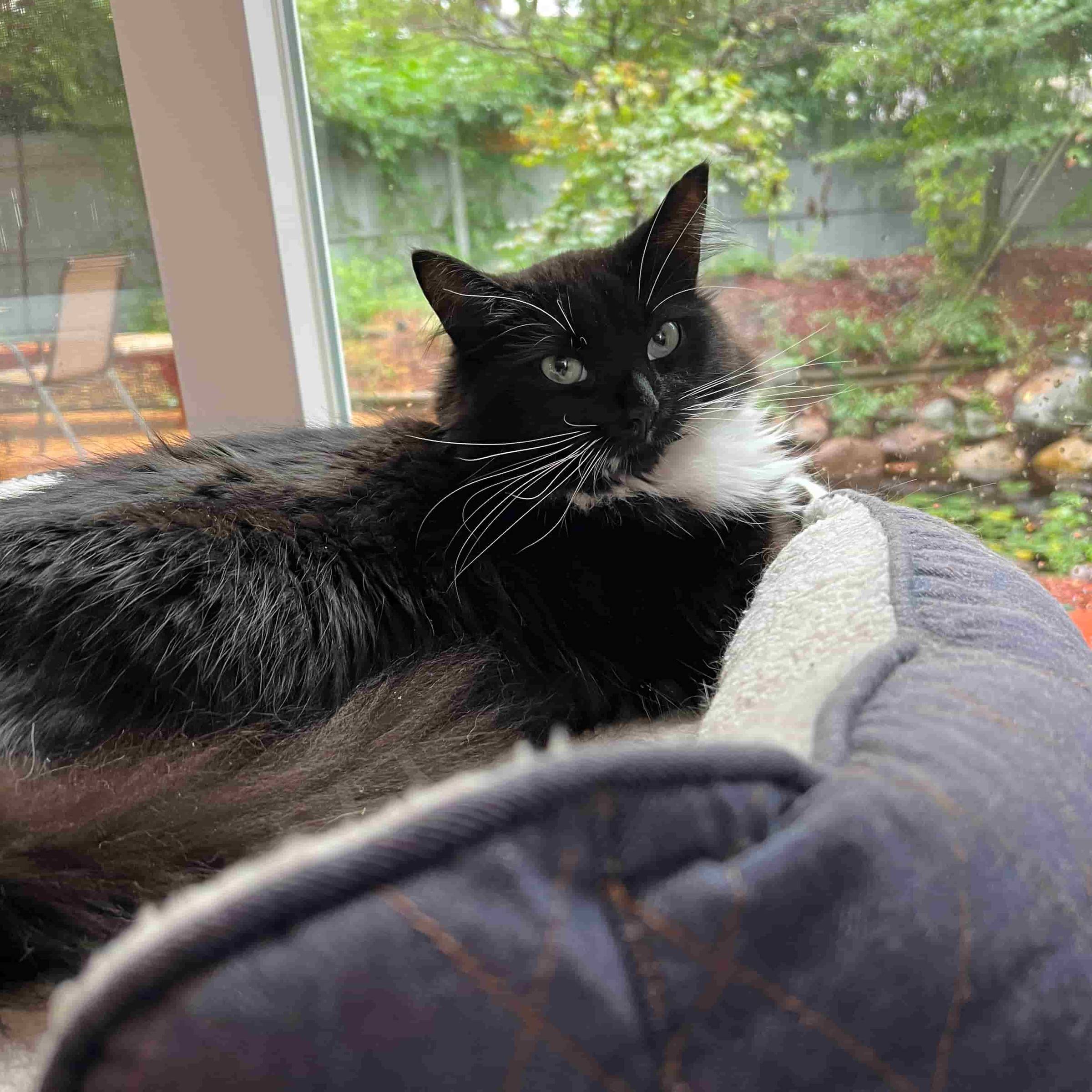 A black and white long-haired cat in a cat bedd