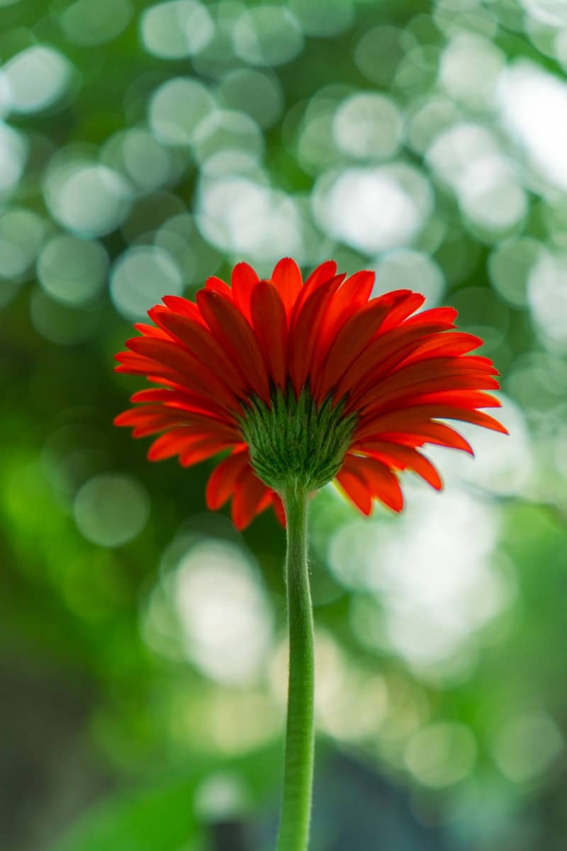 A red flower with a blurry background