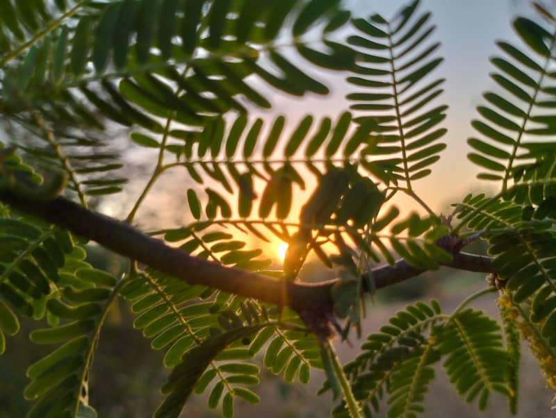 Sun sets through leafy tree branches.