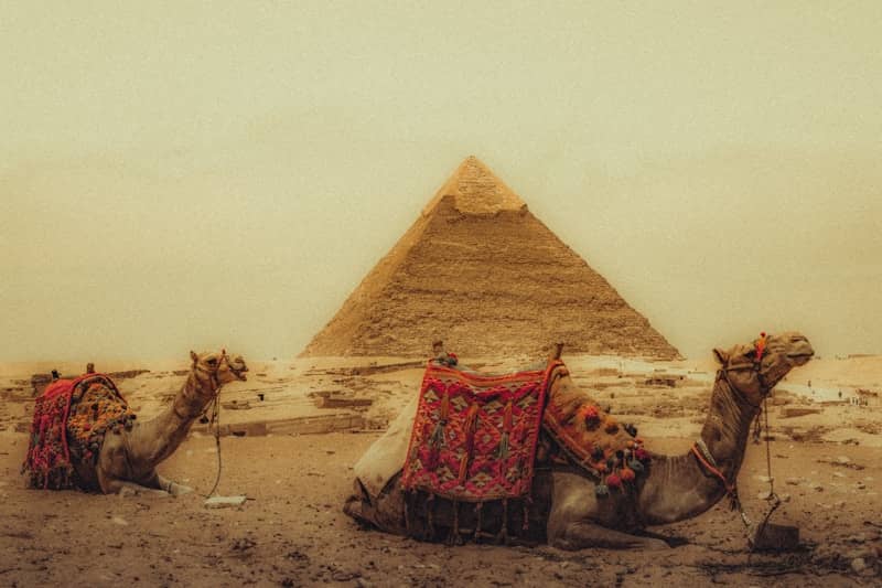 Camels rest before the egyptian pyramid.