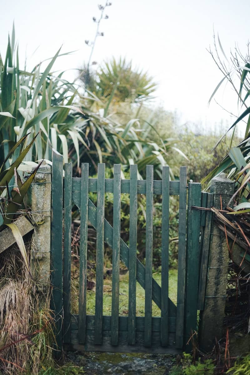 A weathered green wooden garden gate with tall plants.