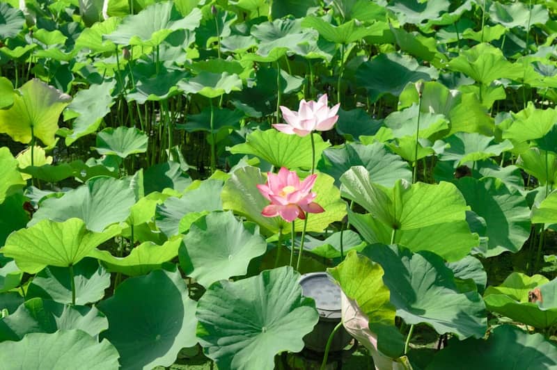 Two pink lotus flowers bloom among lush green lily pads.