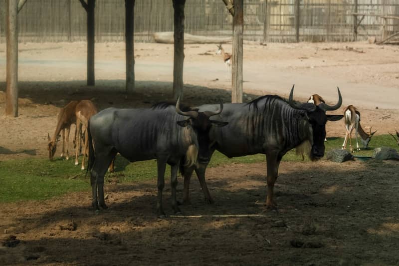 Two wildebeests stand in a dusty enclosure with other animals.