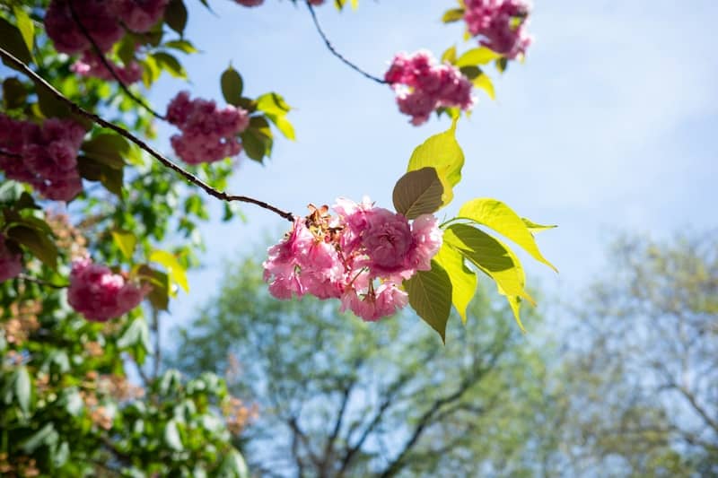 Pink cherry blossoms bloom against a bright blue sky.