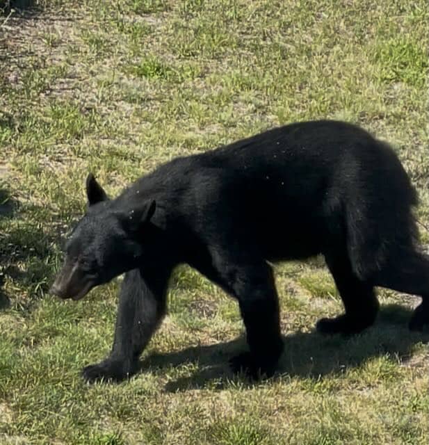 black bear walking across grass
