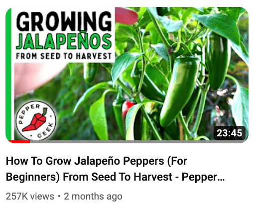 jalapeno thumbnail