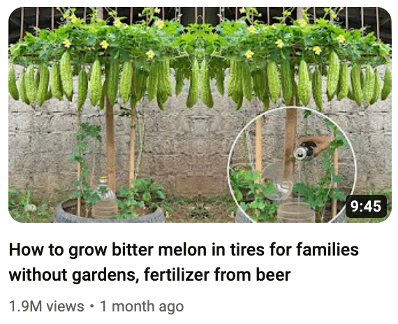 bitter melon thumbnail