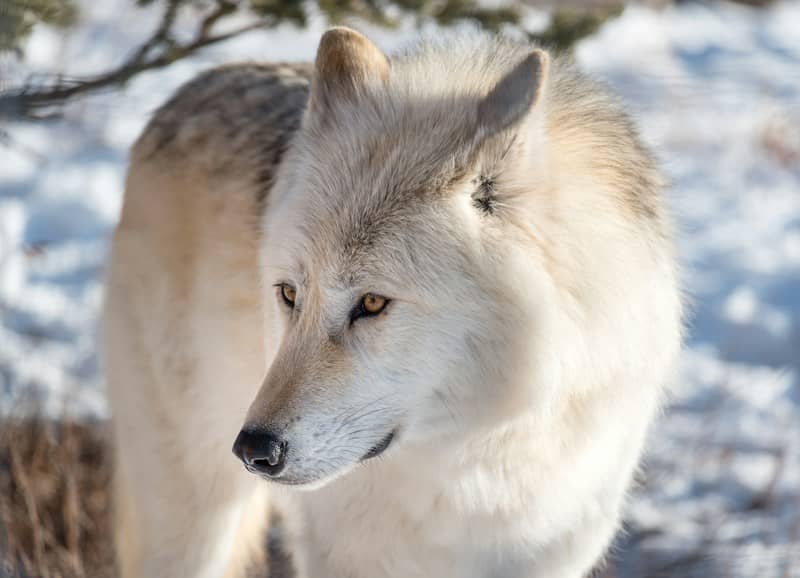 A white wolf stands in snow with a soft background