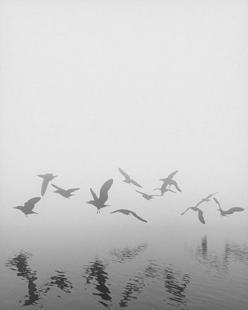 A flock of birds flying over a body of water