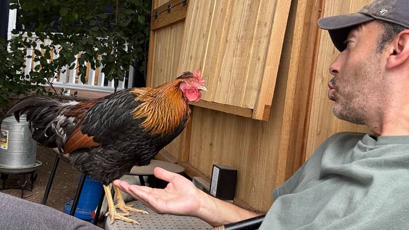 Backyard chicken selfie