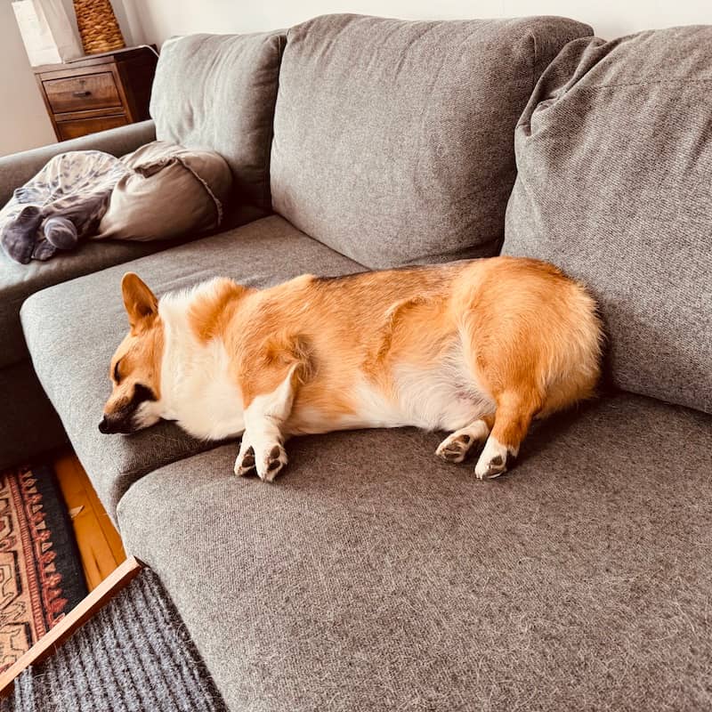 My corgi sleeping on the couch
