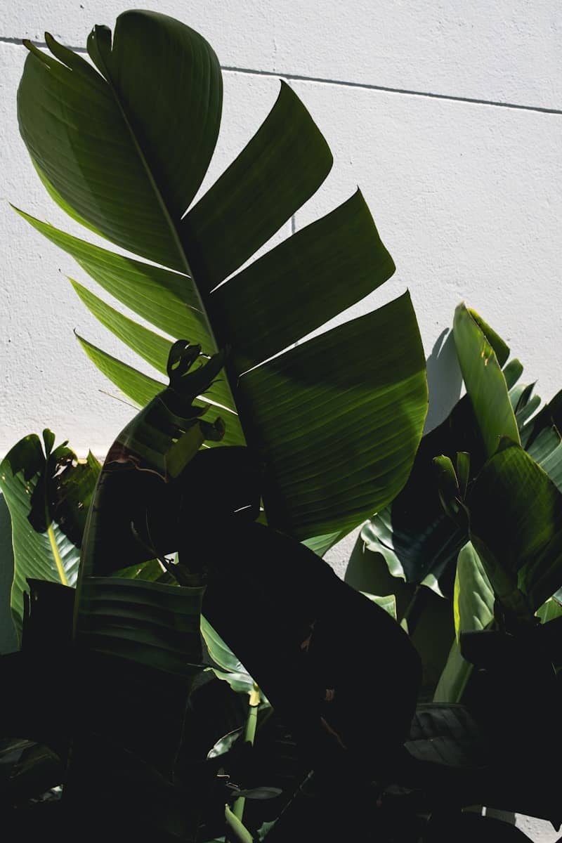 Large green leaves against a white wall.