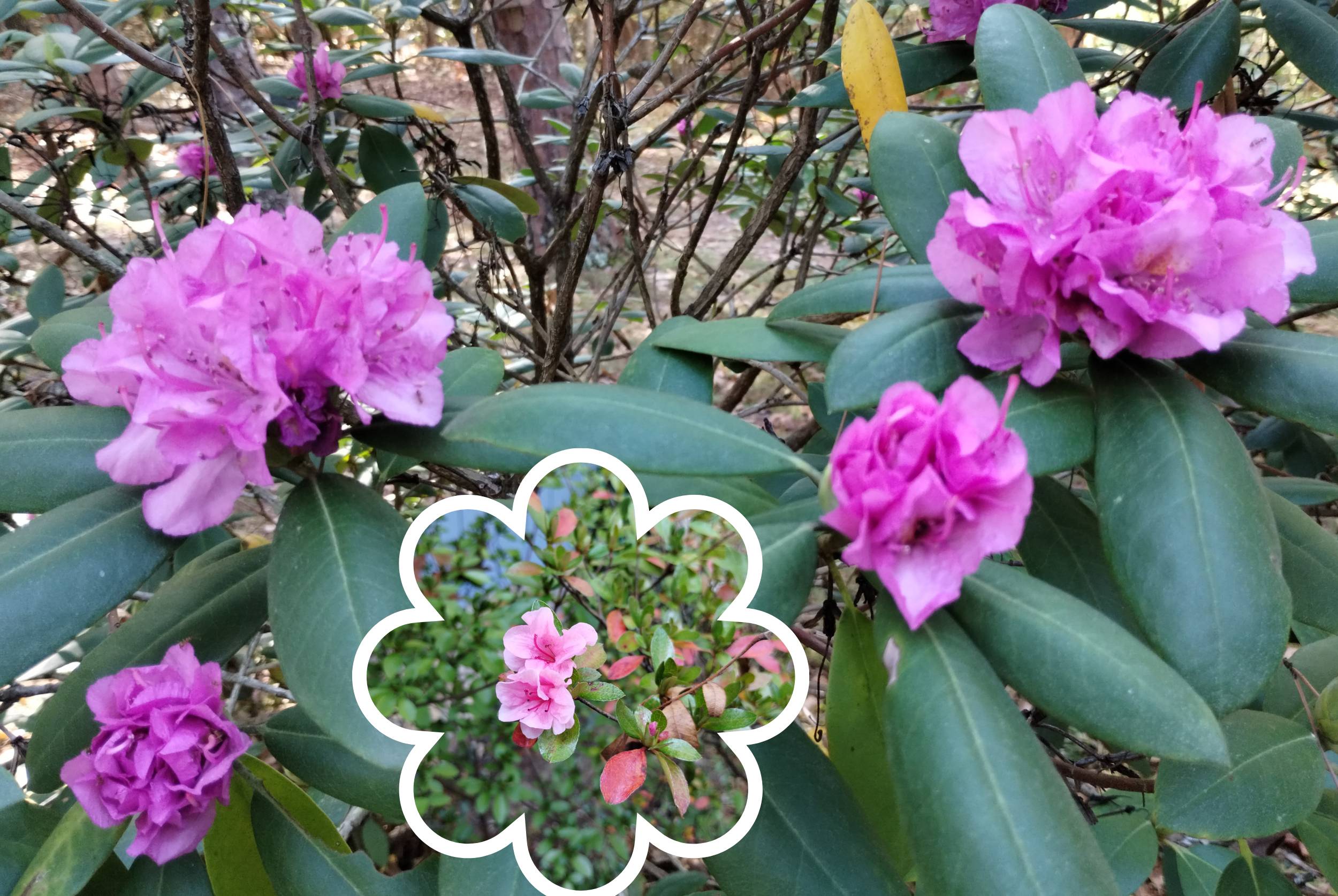 Photos of rhododendron and azalea flowers