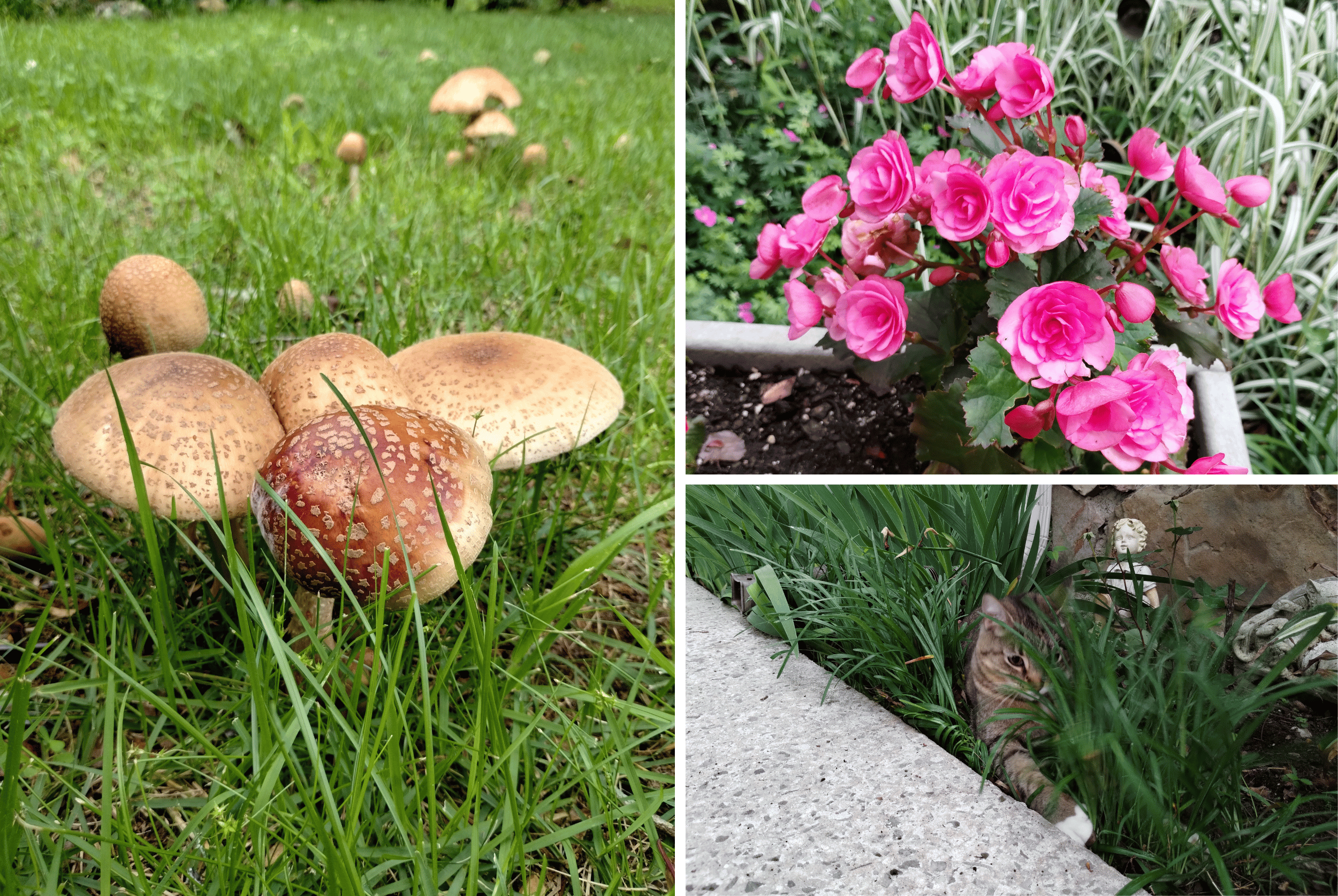 Photographs of flowers from the author’s yard