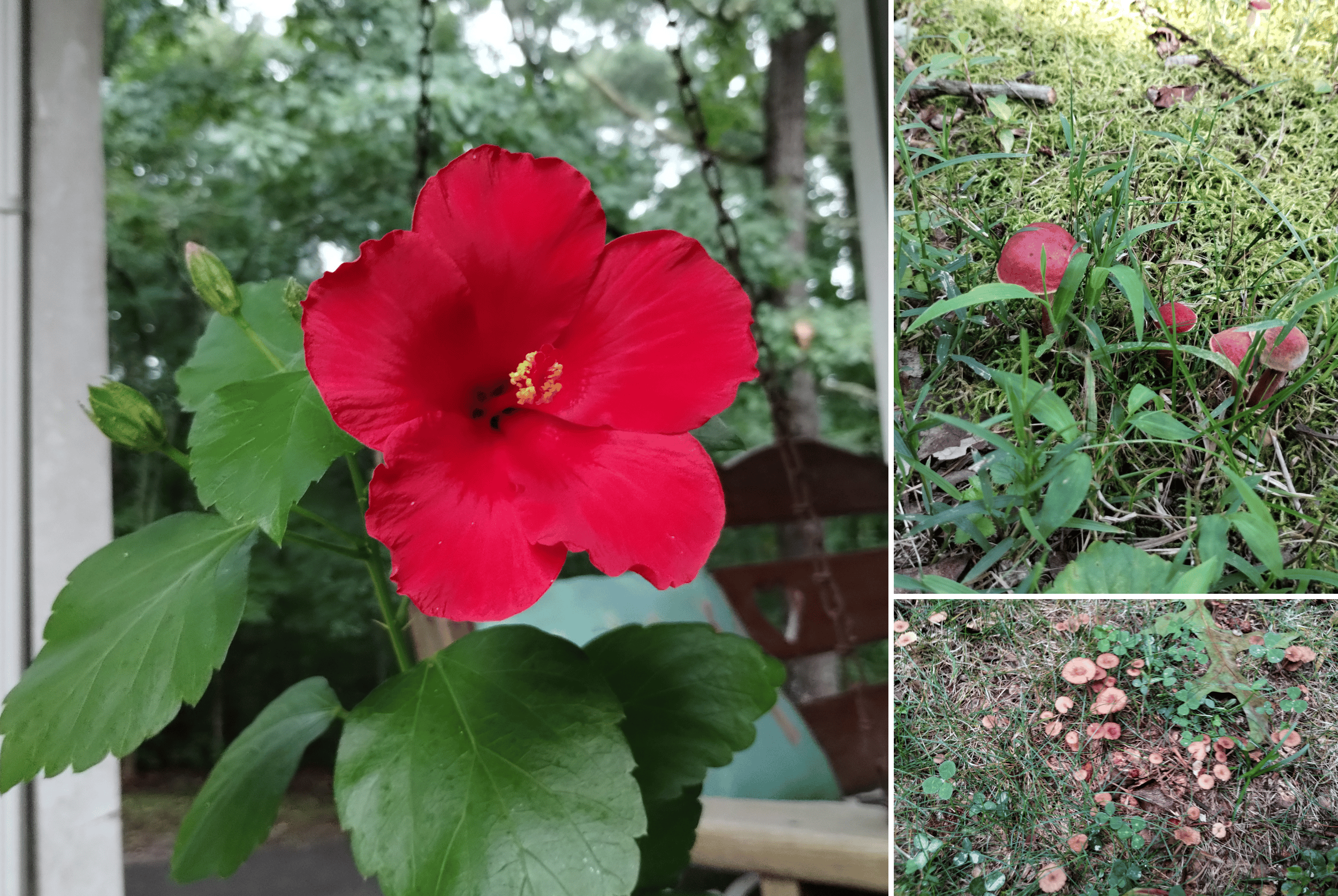 Photos of flowers and mushrooms